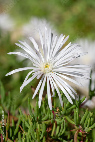 Close up of a white trailing iceplant (delosperma cooperi) flower