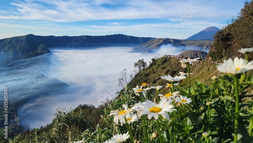 Canvas Print Flower in the mountains