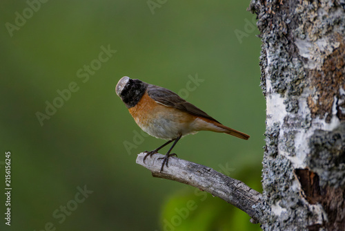 фотографія A male redstart in Finland