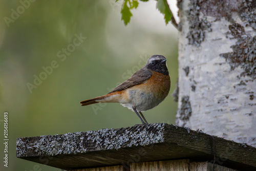 фотографія A male redstart in Finland
