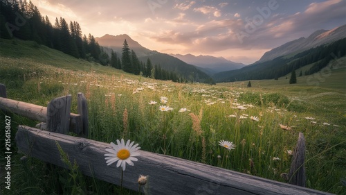 Alpine meadow with wildflowers and wooden fence at sunset in the mountains