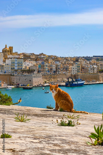 Ginger cat sitting on sunlit stone above turquoise Malta harbor, boats and historic limestone cityscape under clear blue summer sky