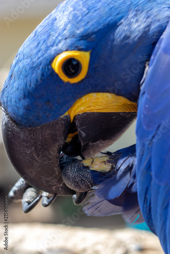blue and yellow macaw