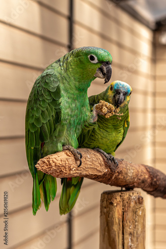 green parrots couple