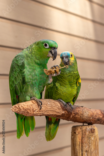 green parrots couple