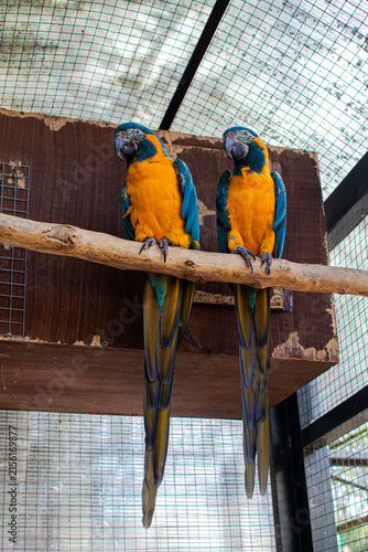 blue and yellow macaw