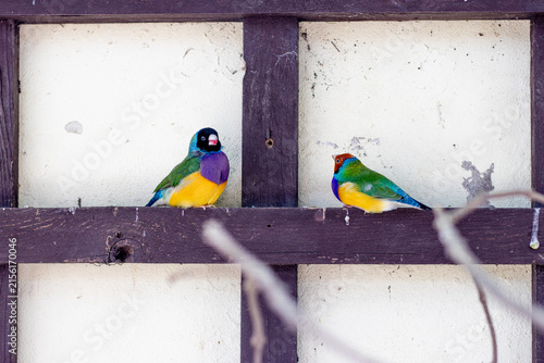 little birds