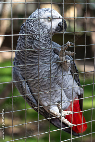 parrot in cage