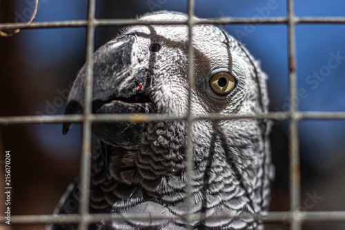 bird in cage
