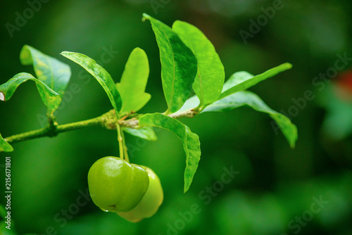 Obraz na płótnie Unripe green Barbados cherry Malpighia glabra fruit hanging on branch with green