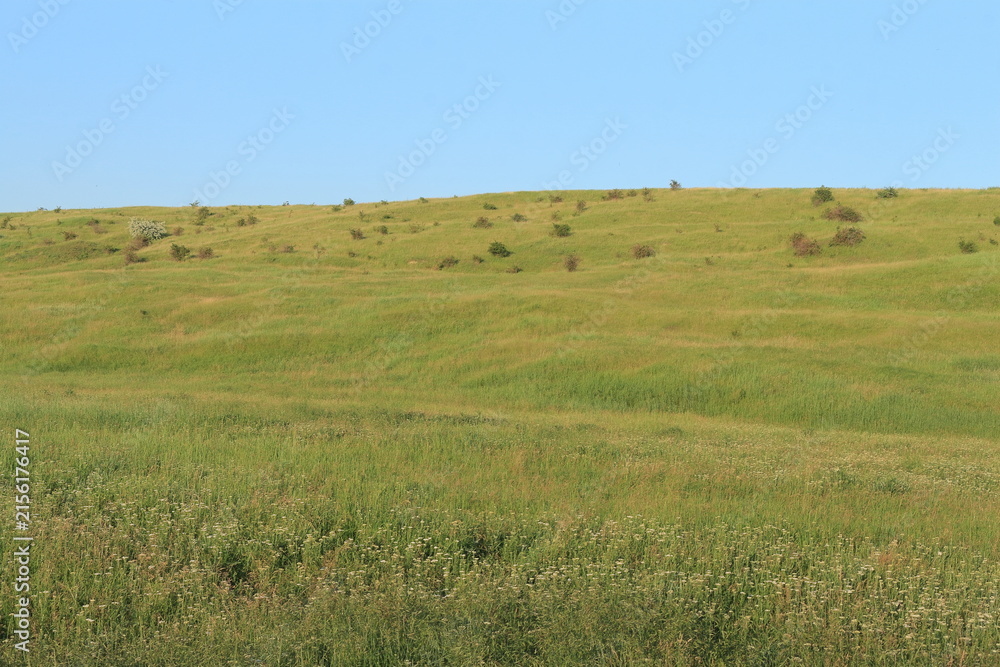 Fototapeta premium A grassy field with trees in the background with Konza Prairie Natural Area in the background