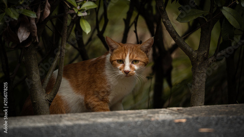 Canvas Print an adult stray cat standing in the bushes