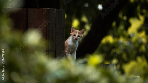 Fotografie a stray kitty looks directly at the camera