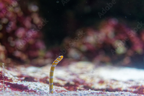 L'anguille jardinière splendide est un petit poisson marin de l'Indo-Pacifique qui vit redressé hors du sable, ondulant au gré du courant pour capturer le zooplancton près des récifs.