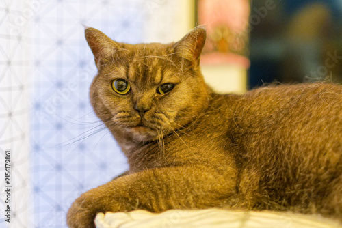 Bild auf Leinwand Le British Shorthair est un chat robuste aux rondeurs caractéristiques, célèbre pour son pelage dense, ses grand yeux expressifs et son tempérament calme, affectueux et équilibré