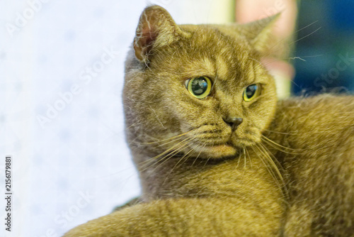 Foto Le British Shorthair est un chat robuste aux rondeurs caractéristiques, célèbre pour son pelage dense, ses grand yeux expressifs et son tempérament calme, affectueux et équilibré