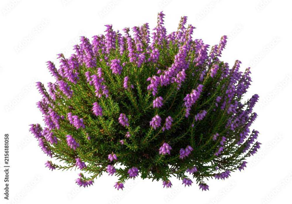 Fototapeta premium Blooming purple heather plant isolated on white background