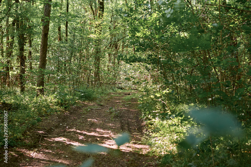 Forest trail leading deep into green woods. Sunbeams filtering through foliage, casting shadows on the dirt path. Calm summer forest atmosphere.