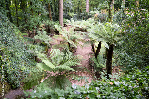 Photography Fern Garden Trail at Blarney Castle