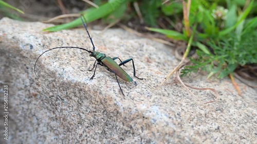 Musk beetle, Aromia moschata, crawling over stone blocks, a colorful beetle with large antennae