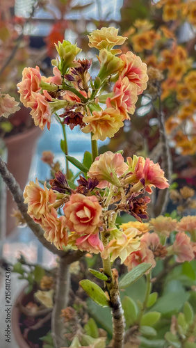 Double yellow and salmon calandiva kalanchoe flowers in plant pot. Focus on succulents, floristry, and gardening for stock.