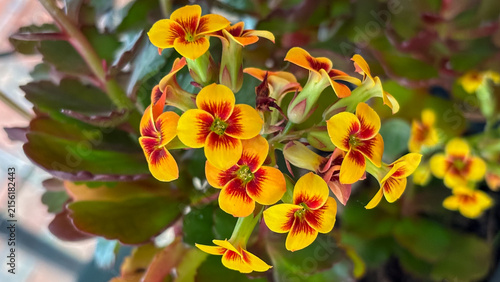Yellow and red bicolor Kalanchoe flowers in plant pots. Focus on botany, succulents, and gardening for stock.