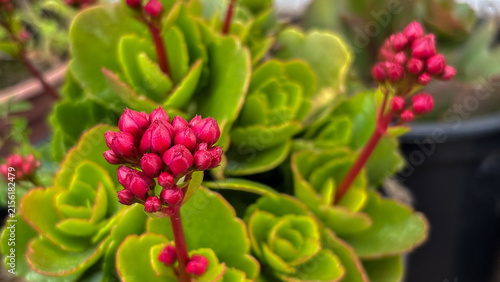 Pink Kalanchoe succulent flower buds among green leaves. Focus on botany, blooming, and gardening for stock.
