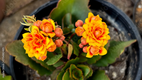 Foto Yellow and orange double calandiva kalanchoe flowers in plastic pot