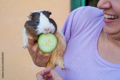 Guinea pig eating cucumber held by person
