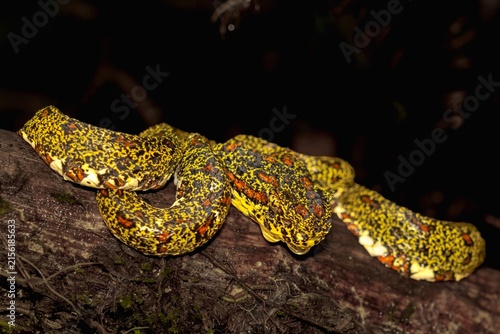Quadro su tela Venomous Yellow Speckled Pit Viper Resting On Mossy Jungle Log
