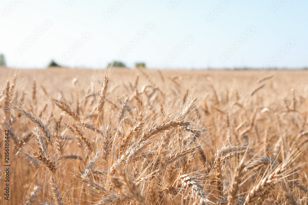 Fototapeta premium Golden wheat ears growing in field, closeup