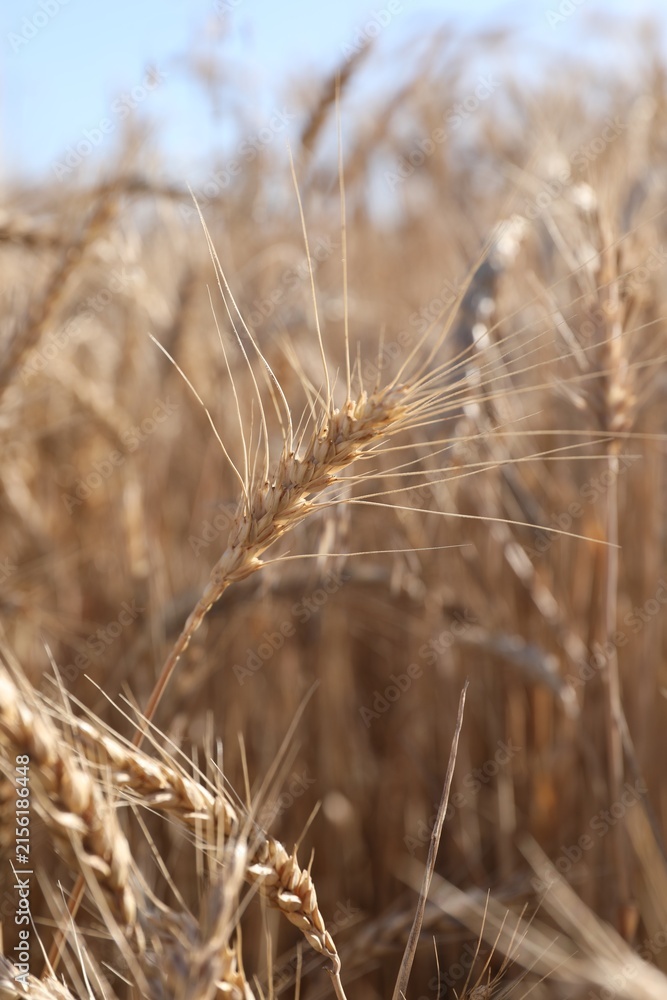 Fototapeta premium Golden wheat spikes growing in field on sunny day, closeup