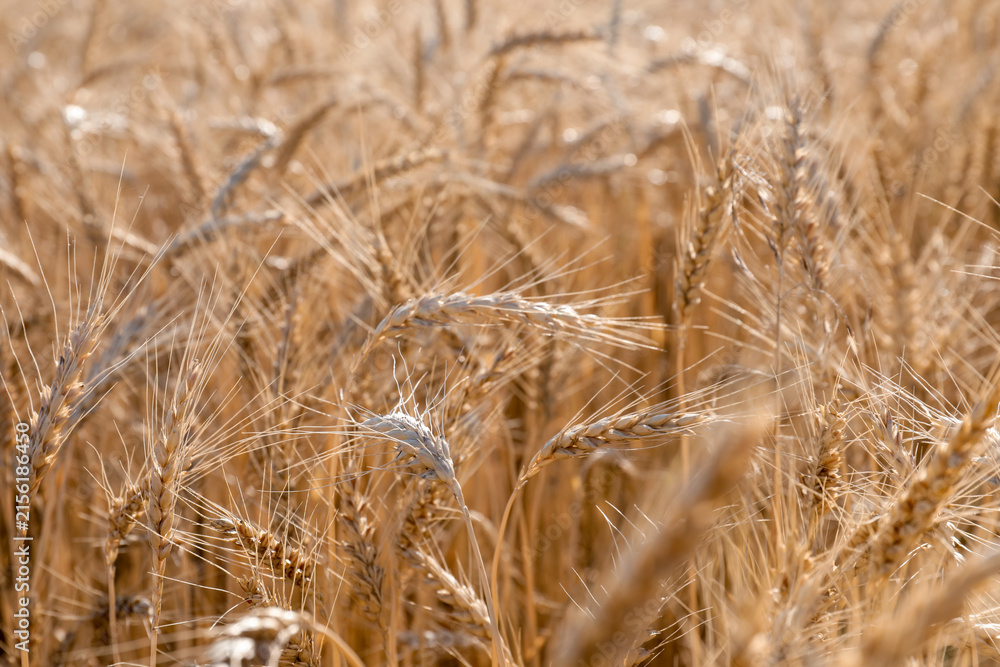 Fototapeta premium Golden wheat ears growing in field, closeup