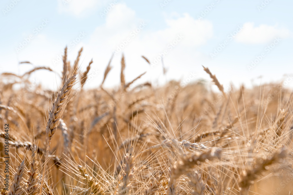Fototapeta premium Golden wheat spikes growing in field, closeup