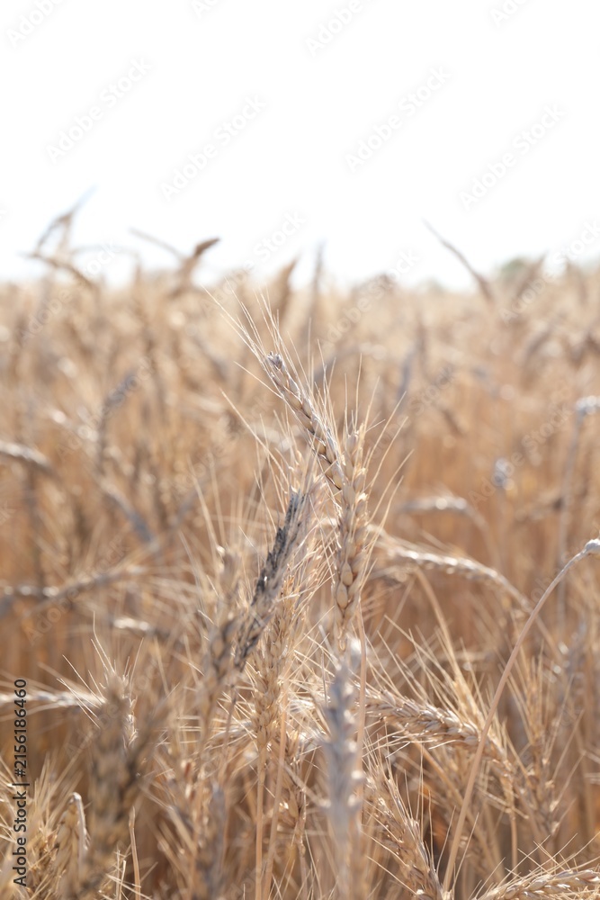 Fototapeta premium Golden wheat spikes growing in field on sunny day, closeup