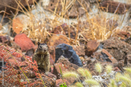 Rock squirrel (Otospermophilus variegatus) squirrel in a meadow next to the Pyramid of the Sun, in the archaeological zone of Teotihuacan