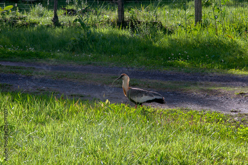 A curucaca ( (Theristicus caudatus)  walking on the garden grass.