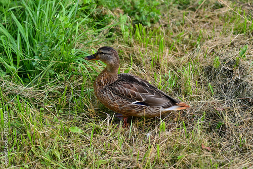 A young duck on the lake shore.