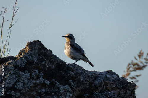 Fotografía A northern wheatear on a rock