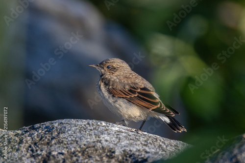 Bild auf Leinwand A young northern wheatear