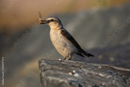 Bild auf Leinwand A northern wheatear with a large bee in it's beak