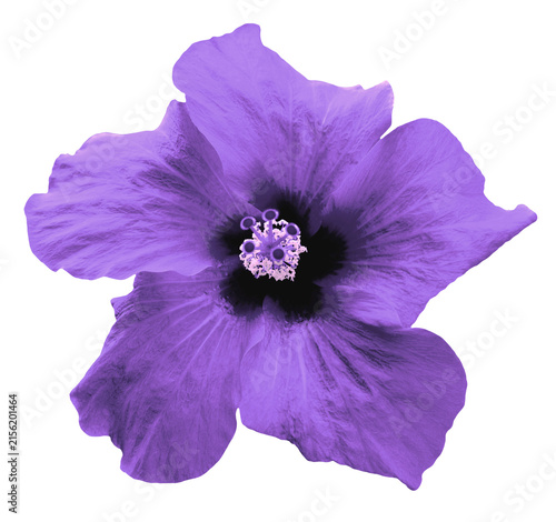 Violet China rose flower