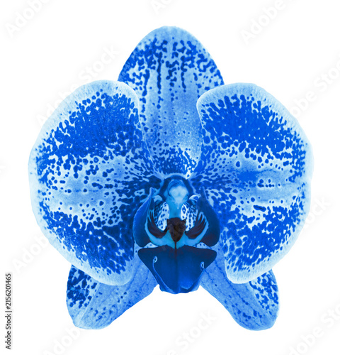 Exotic blue iris flower
