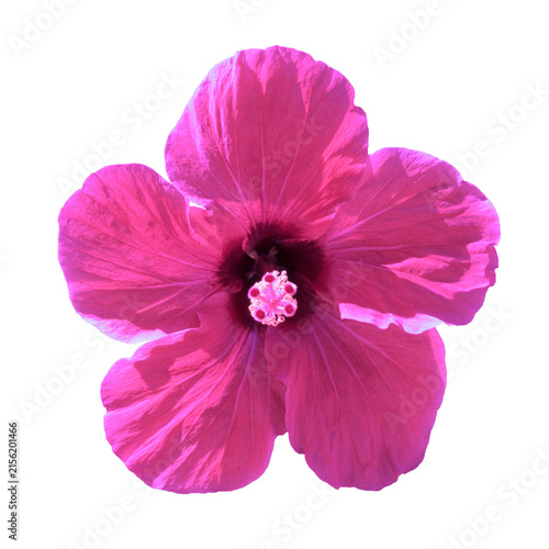 Surreal pink China rose flower