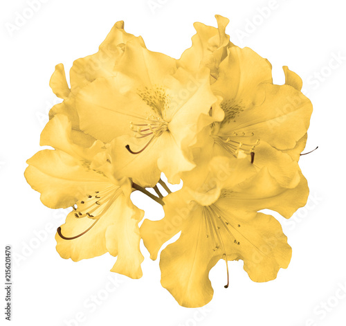 Yellow lily flowers