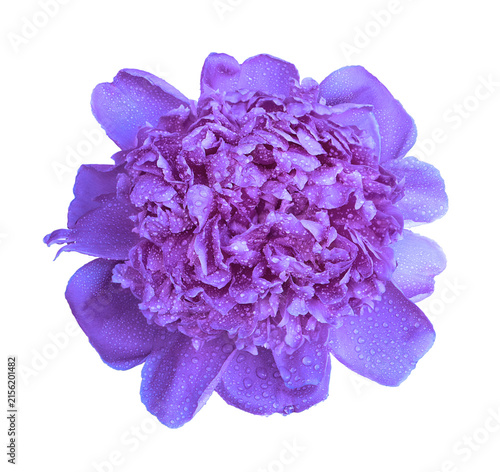 Wet purple peony flower