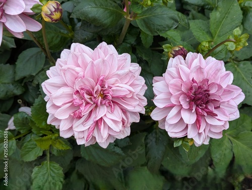 Фотография Close-Up of Two Light Pink Dahlia Blooms with Variegated Petals