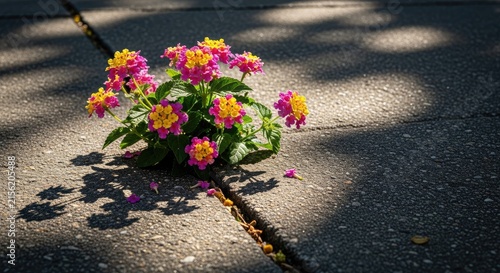 Obraz na płótnie Vibrant Flowers Bloom Through Cracked Concrete Pavement.
