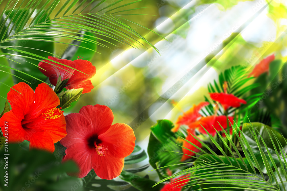 Fototapeta premium Red tropical hibiscus flowers and vibrant lush foliage in sunny jungle