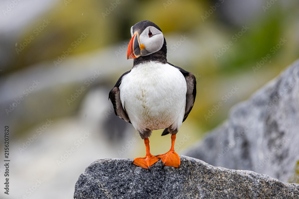 Fototapeta premium Atlantic Puffin 